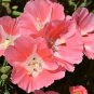 Godetia Peach Flower Seeds. 1000 Seeds.