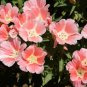 Godetia Peach Flower Seeds. 1000 Seeds.