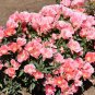 Godetia Peach Flower Seeds. 1000 Seeds.