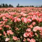 Godetia Peach Flower Seeds. 1000 Seeds.