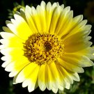 Layia Platyglossa Tidy Tips 150 Seeds.