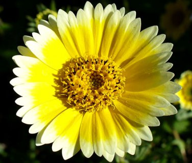 Layia Platyglossa Tidy Tips 150 Seeds.