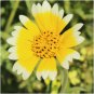 Layia Platyglossa Tidy Tips 150 Seeds.