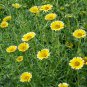 Layia Platyglossa Tidy Tips 150 Seeds.