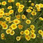 Layia Platyglossa Tidy Tips 150 Seeds.