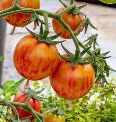 Pink Bumble Bee Cherry Tomato Seeds.  10 Organic Seeds