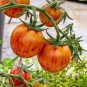 Pink Bumble Bee Cherry Tomato Seeds.  10 Organic Seeds