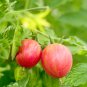 Pink Bumble Bee Cherry Tomato Seeds.  10 Organic Seeds