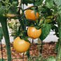 Sunrise Bumble Bee Cherry Tomato Seeds. 10 Organic Seeds