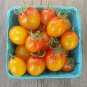 Sunrise Bumble Bee Cherry Tomato Seeds. 10 Organic Seeds