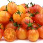 Sunrise Bumble Bee Cherry Tomato Seeds. 10 Organic Seeds