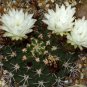 Acanthocalycium  klimpelianum 5 Seeds