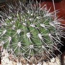 Acanthocalycium  klimpelianum 5 Seeds