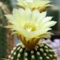 Acanthocalycium  klimpelianum 5 Seeds