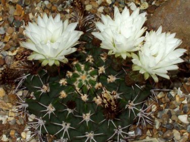 Acanthocalycium  Mixed Species 5 Seeds  5 Seeds