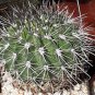 Acanthocalycium  Mixed Species 5 Seeds  5 Seeds