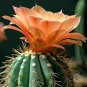 Acanthocalycium  Mixed Species 5 Seeds  5 Seeds