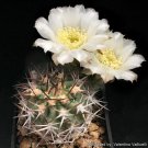 Acanthocalycium Catamarcens 5 Seeds