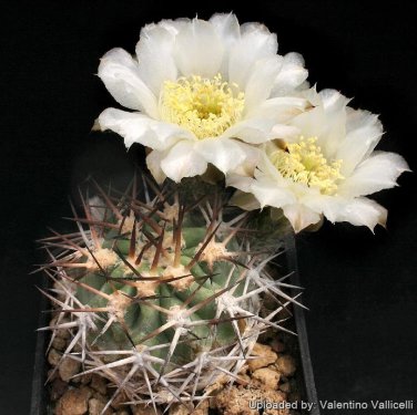 Acanthocalycium Catamarcens 5 Seeds