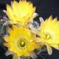 Acanthocalycium Catamarcens 5 Seeds