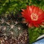 Acanthocalycium Catamarcens 5 Seeds