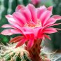 Acanthocalycium Catamarcens 5 Seeds