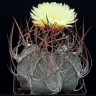 Astrophytum Capricorne aka Goats Horns 5 Seeds