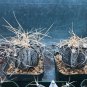 Astrophytum Capricorne aka Goats Horns 5 Seeds