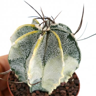 Astrophytum Capricorne Major Seeds  5 Seeds
