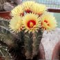 Astrophytum Capricorne Major Seeds  5 Seeds