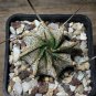 Astrophytum Capricorne Major Seeds  5 Seeds