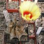 Astrophytum Capricorne Major Seeds  5 Seeds