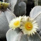 Astrophytum Myriostigma v. Quadricostatum 5 Seeds