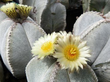 Astrophytum Myriostigma v. Quadricostatum 5 Seeds