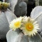 Astrophytum Myriostigma v. Quadricostatum 5 Seeds