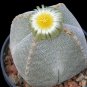 Astrophytum Myriostigma v. Quadricostatum 5 Seeds