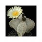 Astrophytum Myriostigma v. Quadricostatum 5 Seeds