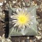 Astrophytum Myriostigma v. Quadricostatum 5 Seeds
