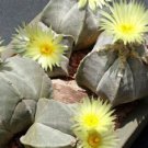 Astrophytum Myriostigma aka Bishop's Hat 5 Seeds