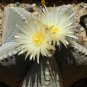 Astrophytum Myriostigma aka Bishop's Hat 5 Seeds