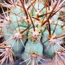 Azureocerus Viridis 5 Seeds
