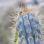 Azureocerus Viridis 5 Seeds