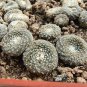 Blossfeldia Pedicellata 5 Seeds