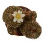 Blossfeldia Pedicellata 5 Seeds