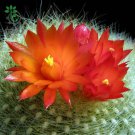 Brasilicactus Haselbergii 5 Seeds