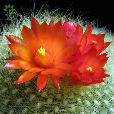 Brasilicactus Haselbergii 5 Seeds