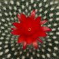 Brasilicactus Haselbergii 5 Seeds