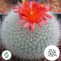 Brasilicactus Haselbergii 5 Seeds