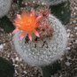 Brasilicactus Haselbergii 5 Seeds