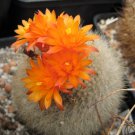 Brasilicactus Haselbergii V Weiss 5 Seeds